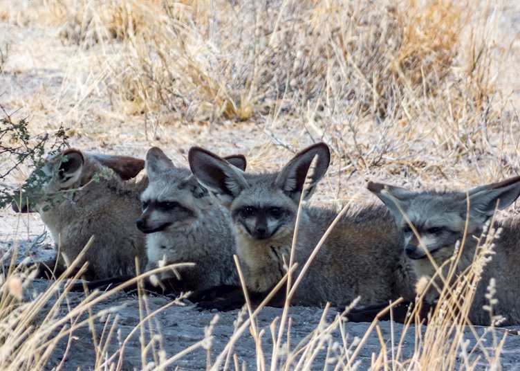 A group of bat-eared foxes (or bat dogs) relaxing in the shade