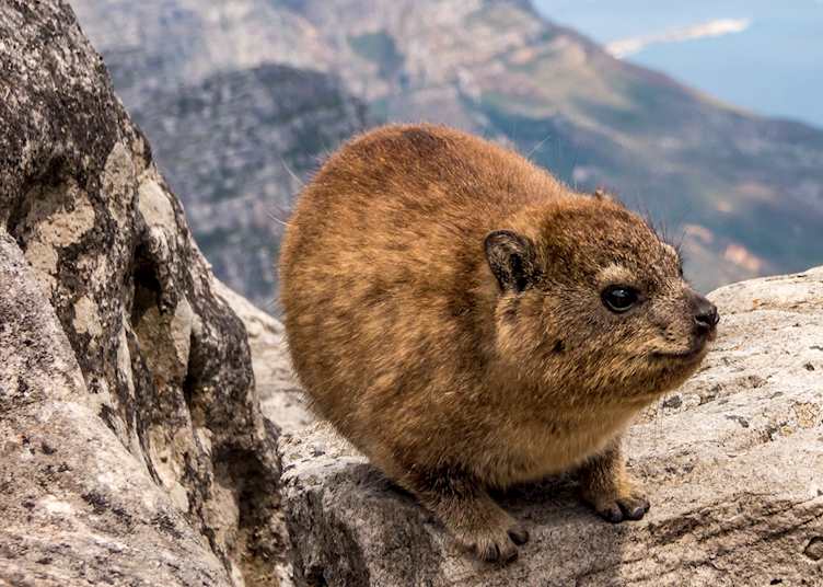 These cute and furry creatures are all over Table Mountain, usually found stealing  food from tourists