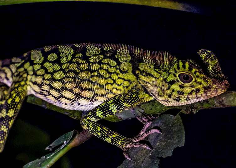Caught relaxing on a tree during a night walk in Danum Valley