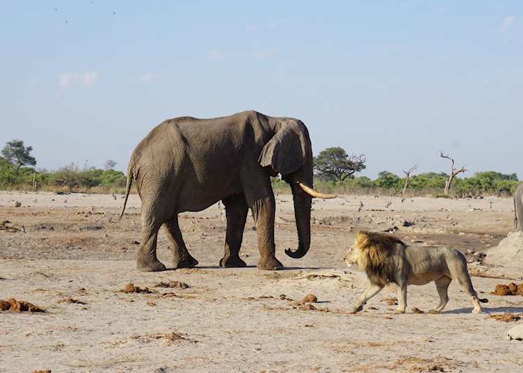 Elephant and lion in Savuti