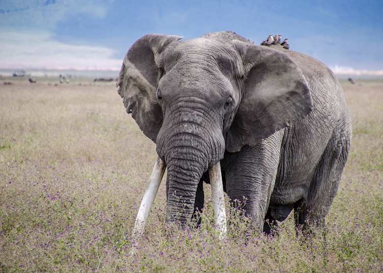Elephant bull in the Ngorongoro Crater
