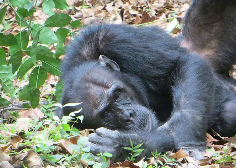 Relaxed chimp in Mahale Mountains National Park