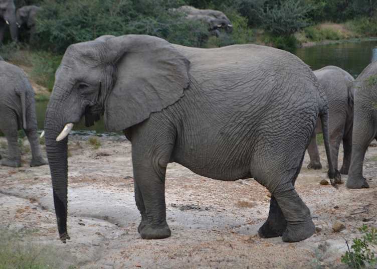 Elephant