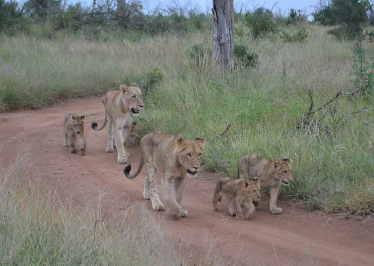 Lions
