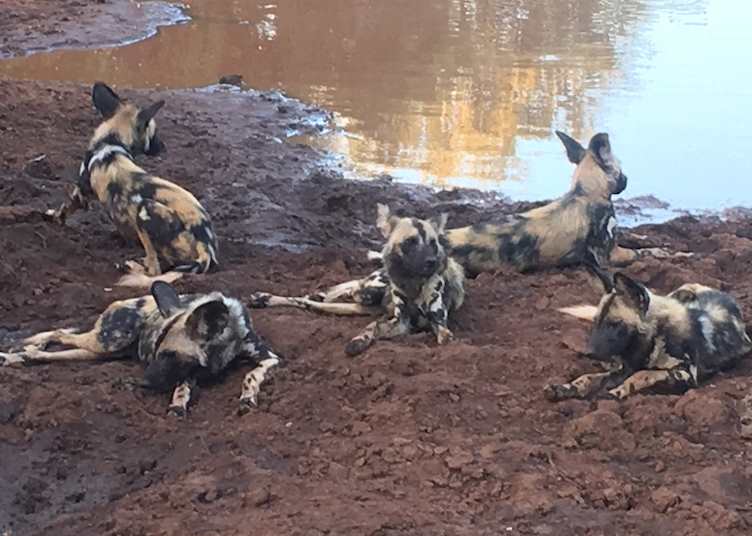Wild dogs, Greater Makalali Game Reserve