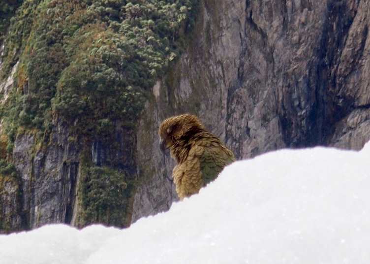 Kea
