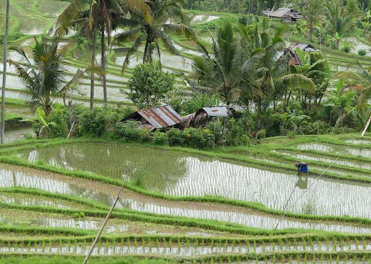 Rice field views, Munduk