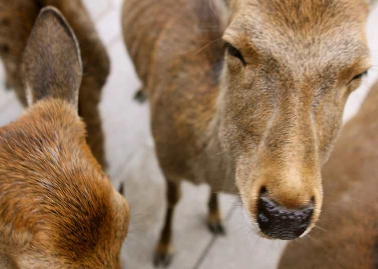 Nara deer