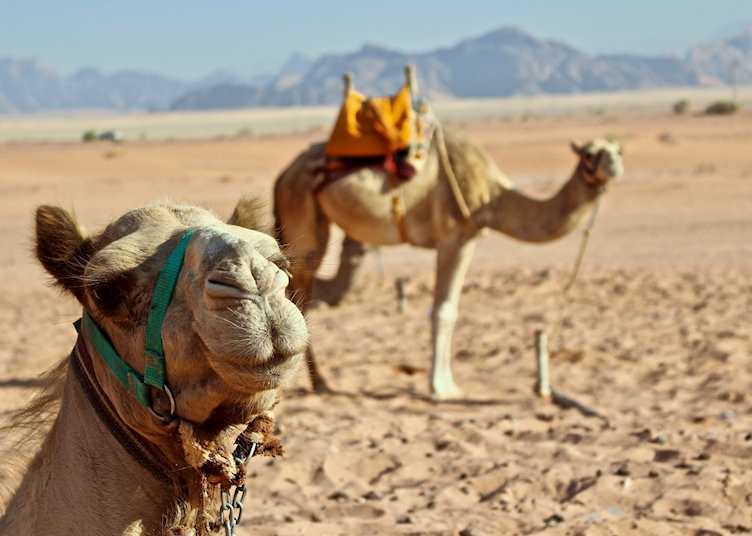 Camels at Wadi Rum