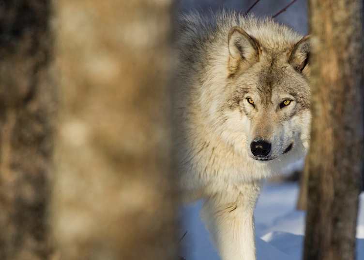 Grey wolf