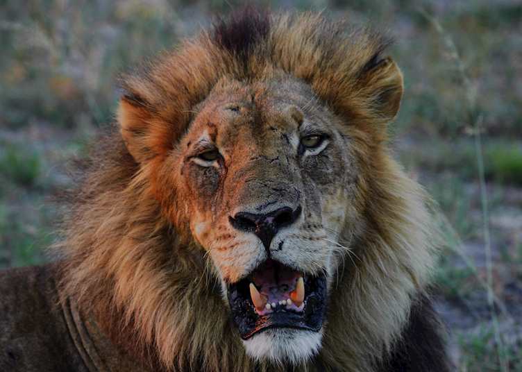 A black-maned lion in the Kwara Concession