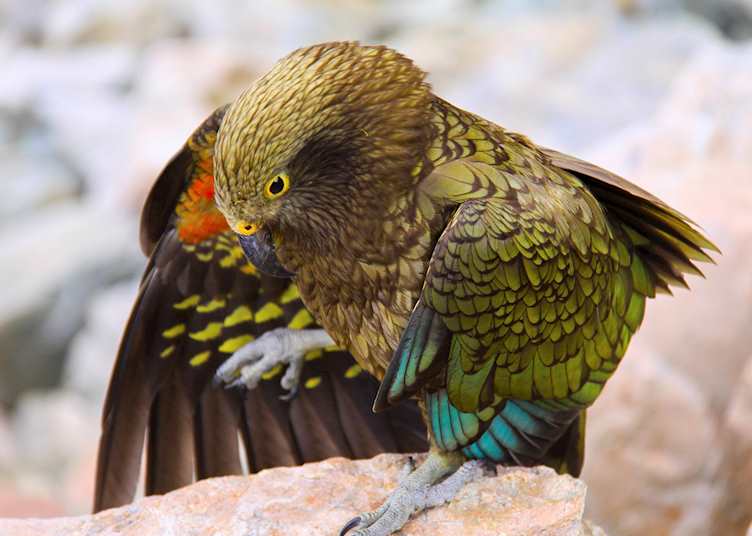 Kea, New Zealand