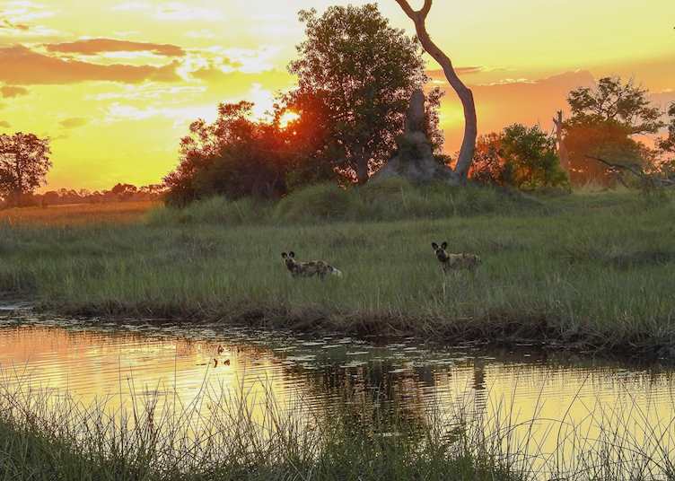Painted Dogs at sunset in the Okavango Delta