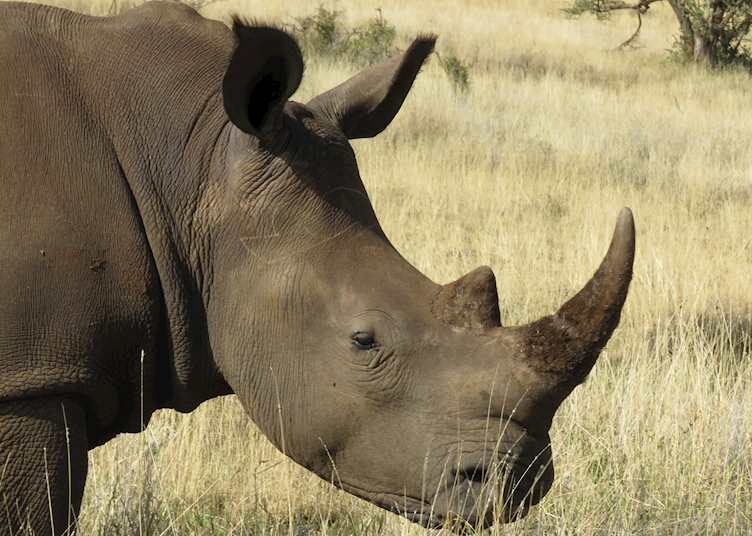 White rhino in northern Kenya