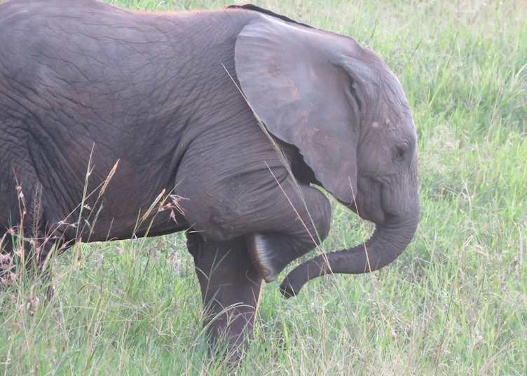 Baby elephant in northern Kenya