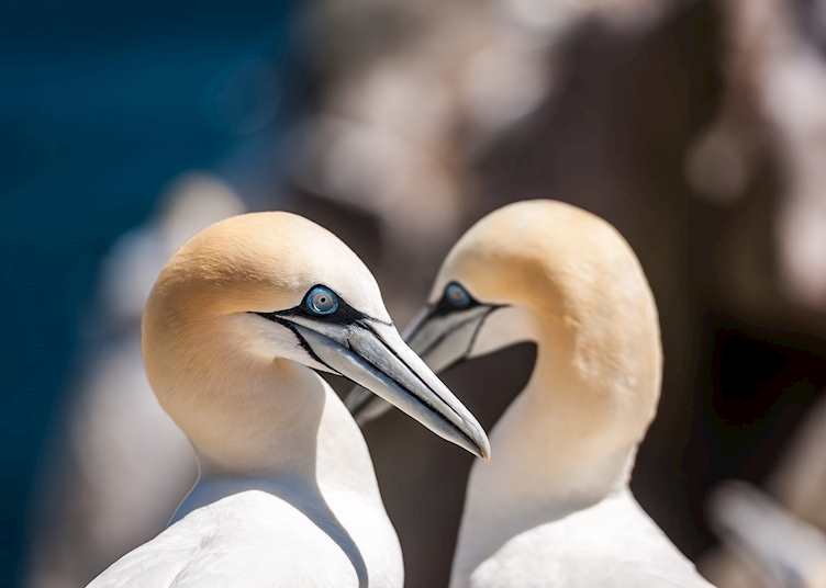 Wildlife in County Wexford