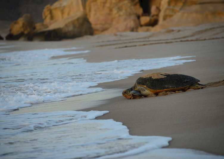 Ras Al Jinz Turtle Reserve