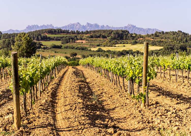 Vineyards, Penedès