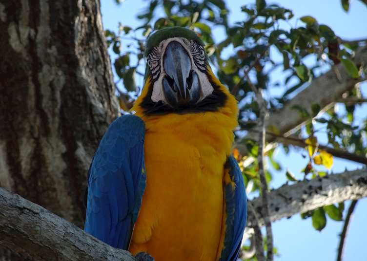 Macaw in the Pantanal, Araras Lodge