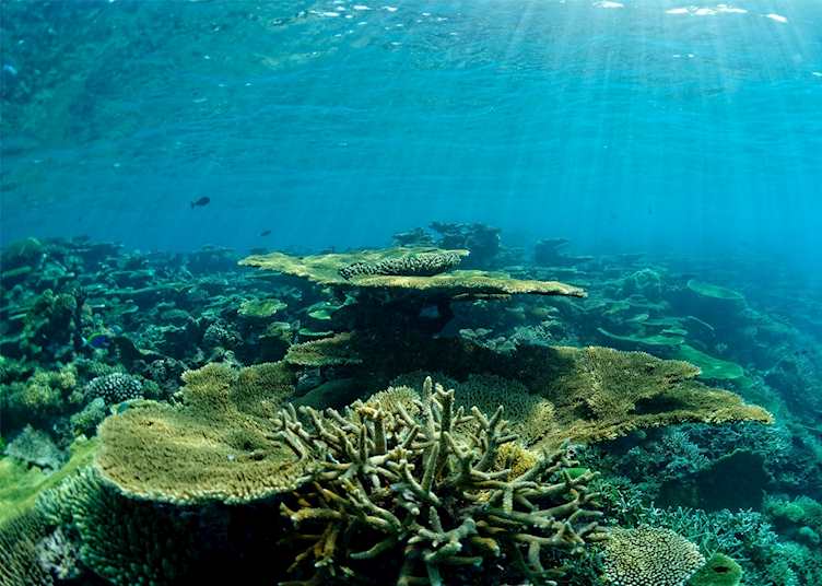 Coral reefs, Anantara Veli Maldives Resort, Maldive Island