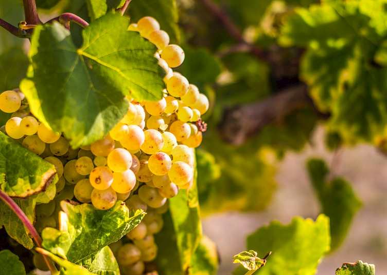 Vineyard, Penedès