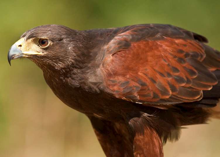 Golden eagle