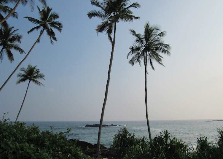 Palm trees in Sri Lanka