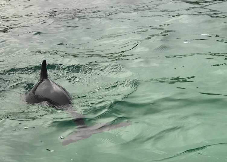 Dolphin in the Corryvreckan
