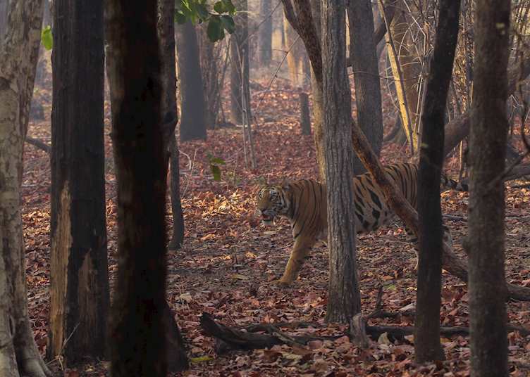 Autumn in Bandhavgarh 