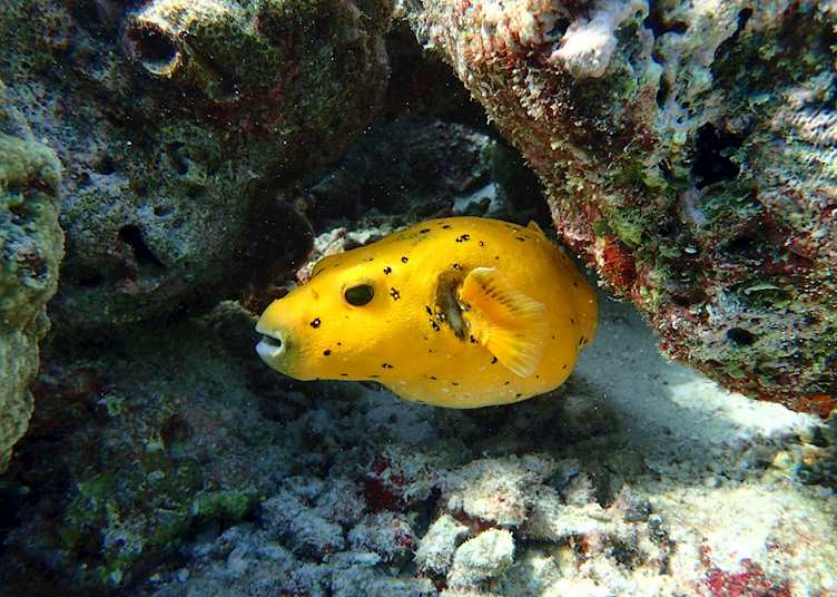 House reef, Milaidhoo Island Maldives, Maldive Island