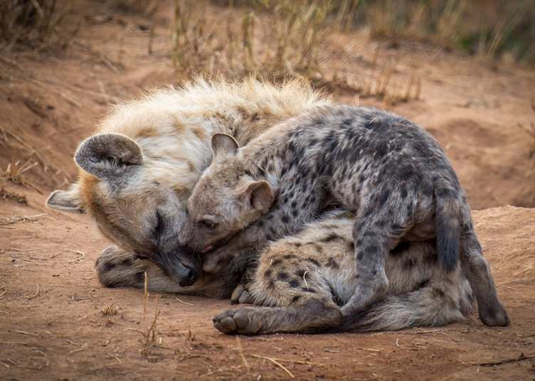 Wild dogs, Greater Makalali Game Reserve