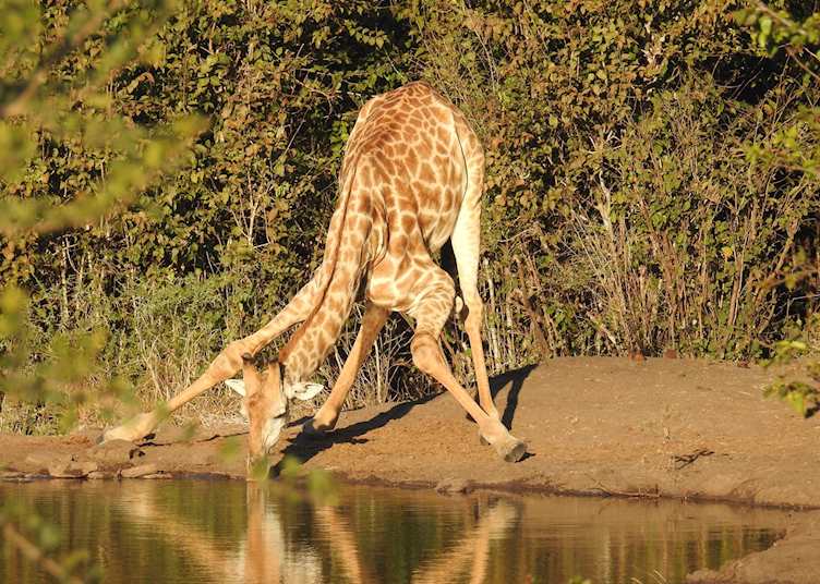 Giraffe drinking, Zambezi National Park, Zimbabwe