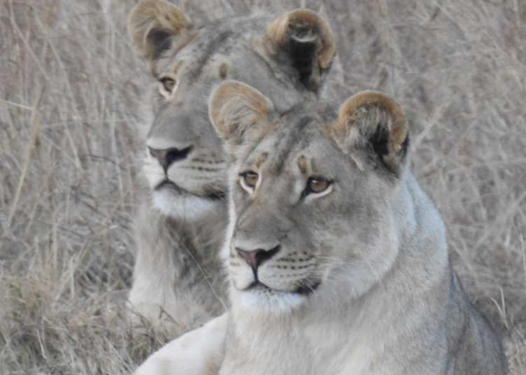 Lion cubs in Matetsi, Zambezi National Park