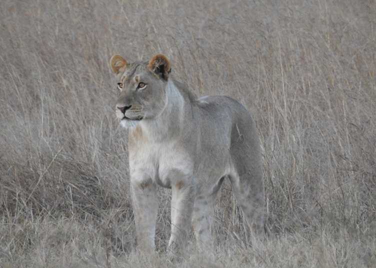 Lioness in Zambezi National Park