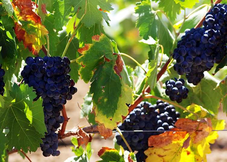 Grape vines, Alentejo