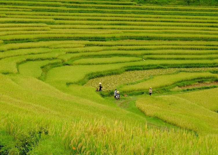 Rice fields outside Mai Chau