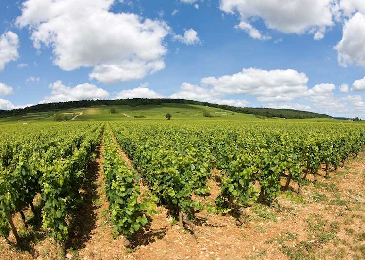 Burgundy vineyards, France