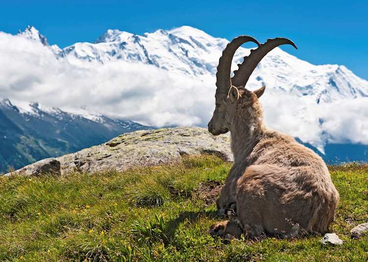 Mountain goat relaxing, Chamonix