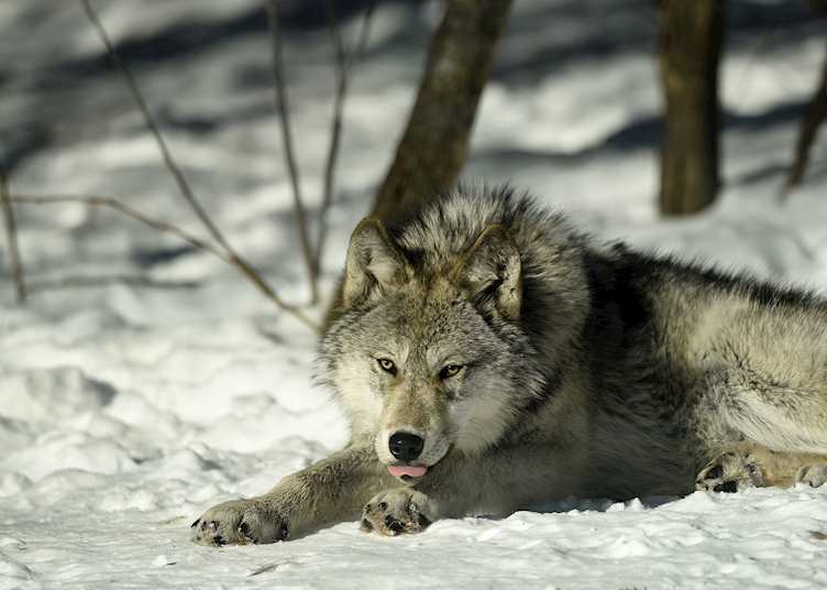 Haliburton Forest Wolf Centre, Haliburton, Ontario