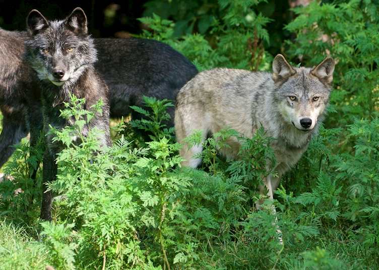 Haliburton Forest Wolf Centre, Haliburton, Ontario