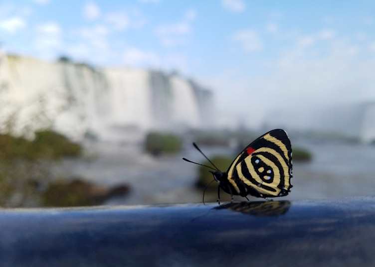 Butterfly by the Falls