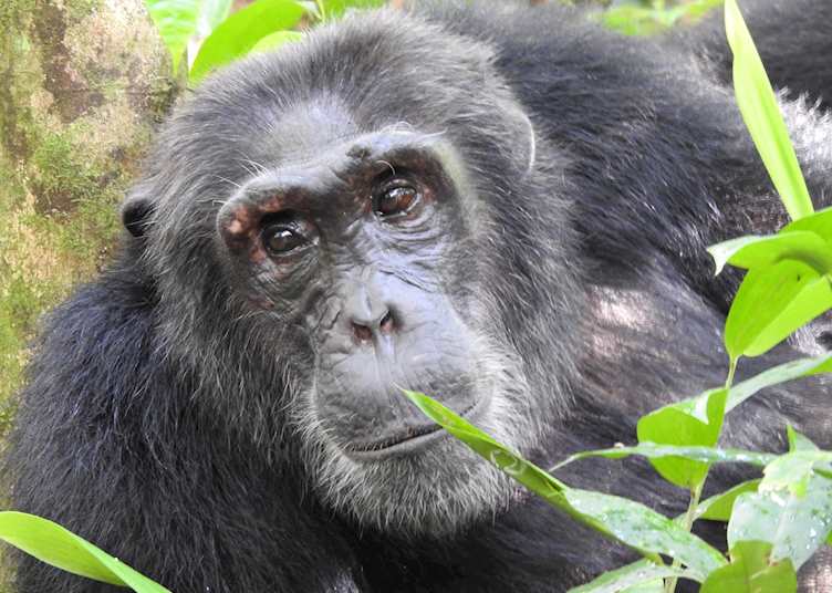 Chimpanzee in Kibale Forest