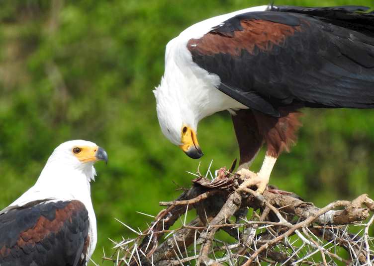 African fish eagles