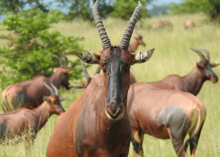 Topi in Queen Elizabeth National Park