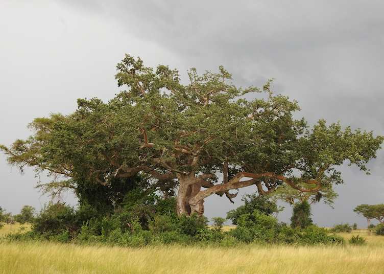 Fig tree in Queen Elizabeth National Park