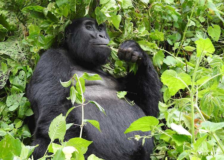 Mountain gorilla in Bwindi Impenetrable Forest