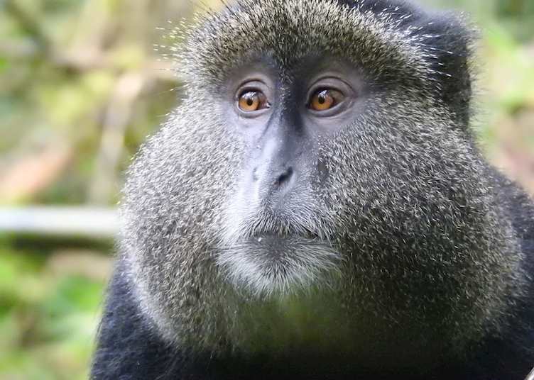 Golden monkey