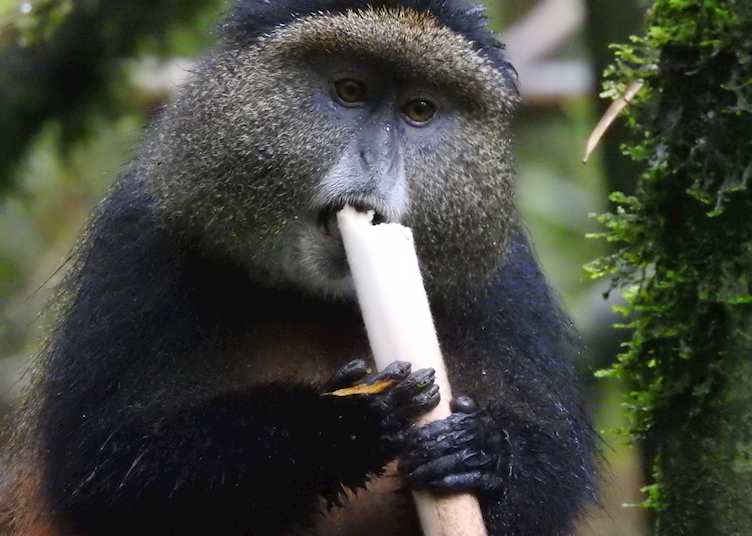 Golden Monkey eating bamboo shoots