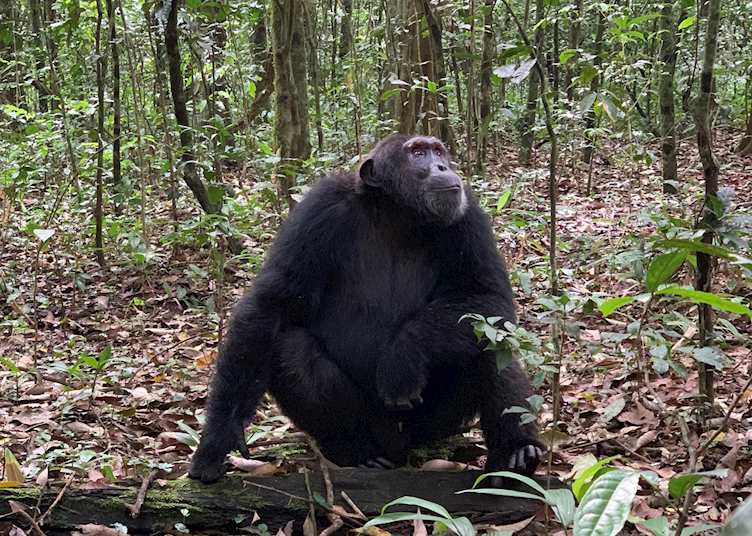 Chimpanzee in Kibale Forest
