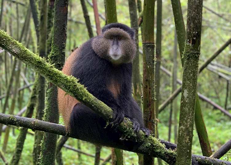 Golden monkey